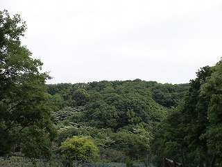 横浜の森.jpg